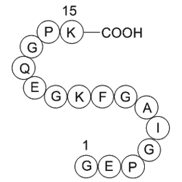 type II collagen fragment