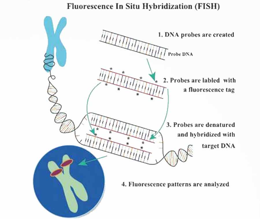 荧光原位杂交流程