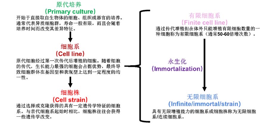 细胞永生化技术