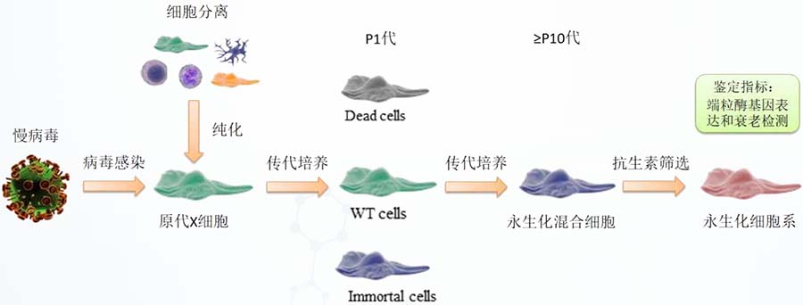 细胞永生化操作流程