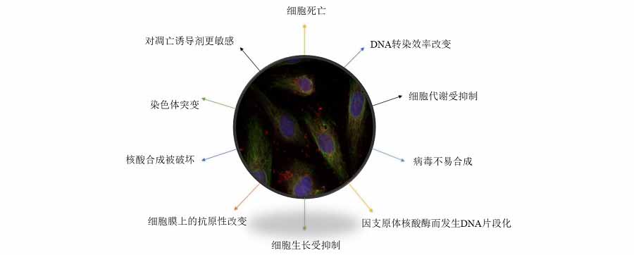 细胞支原体危害