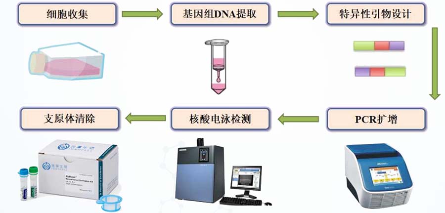 细胞支原体检测清除流程